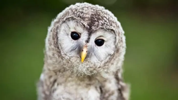 Forest Owlet