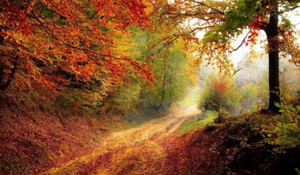 forest road autumn