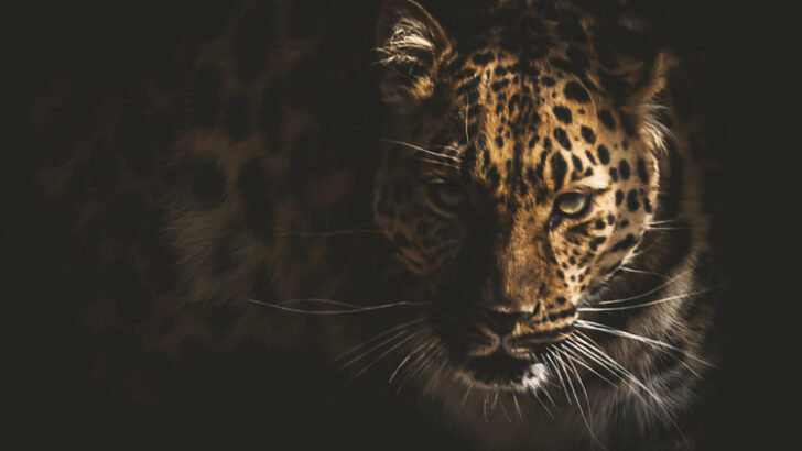 Jaguar Face with Leopard Print in Silhouette