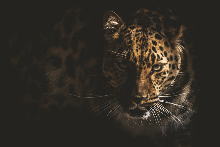 Jaguar Face with Leopard Print in Silhouette