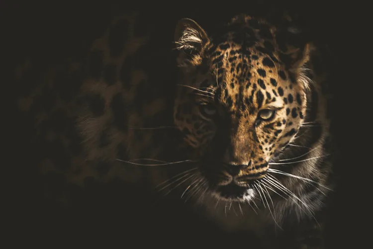 Jaguar Face with Leopard Print in Silhouette