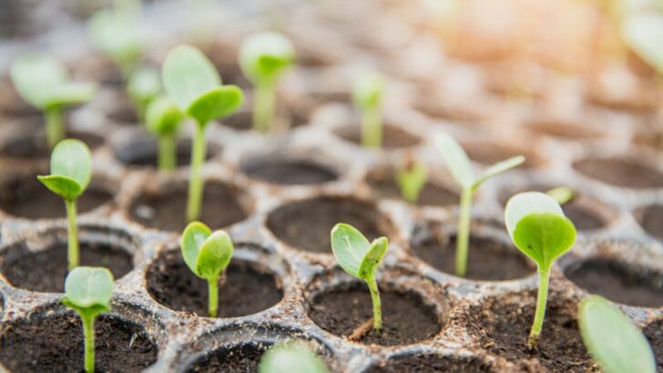 seedlings emerging from the soil.