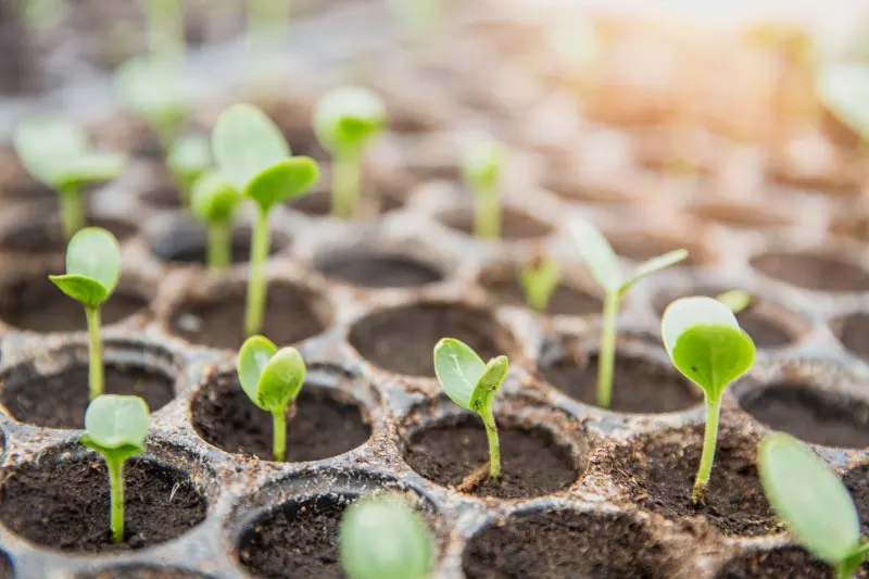 seedlings emerging from the soil.