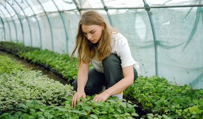 10 Best Shade Cloths for Greenhouses 2 10 Best Shade Cloths for Greenhouses