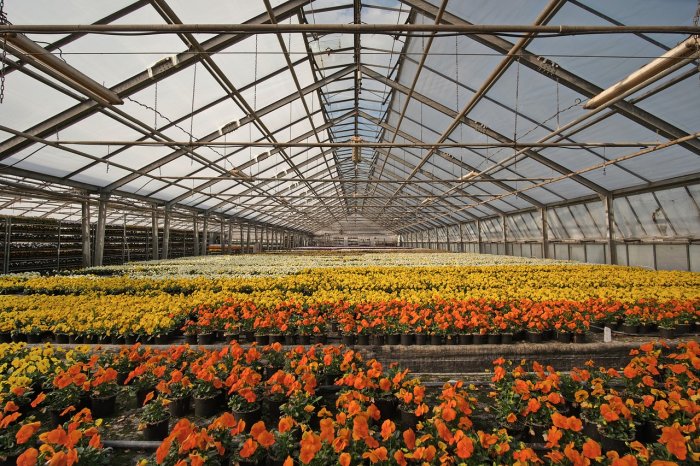 45 Best Starting Seeds in an Unheated Greenhouse 1 unheated greenhouse