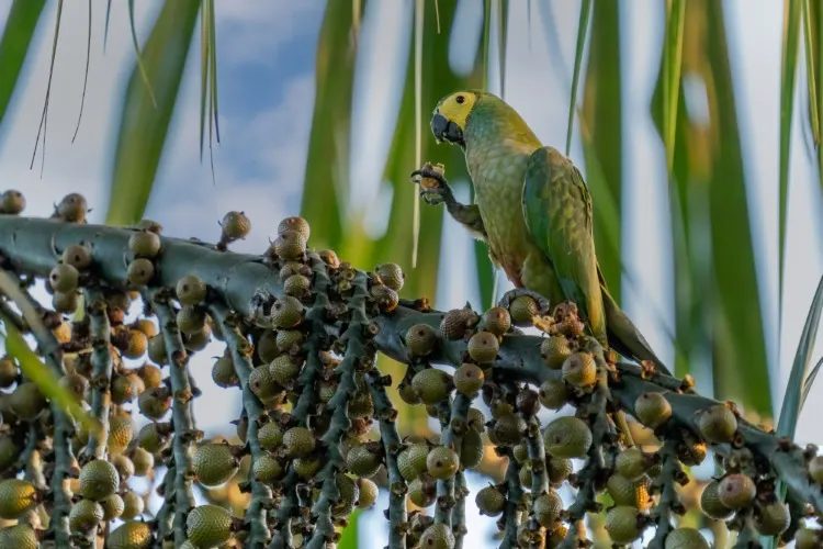 Yellow-Eared Parrot Eating