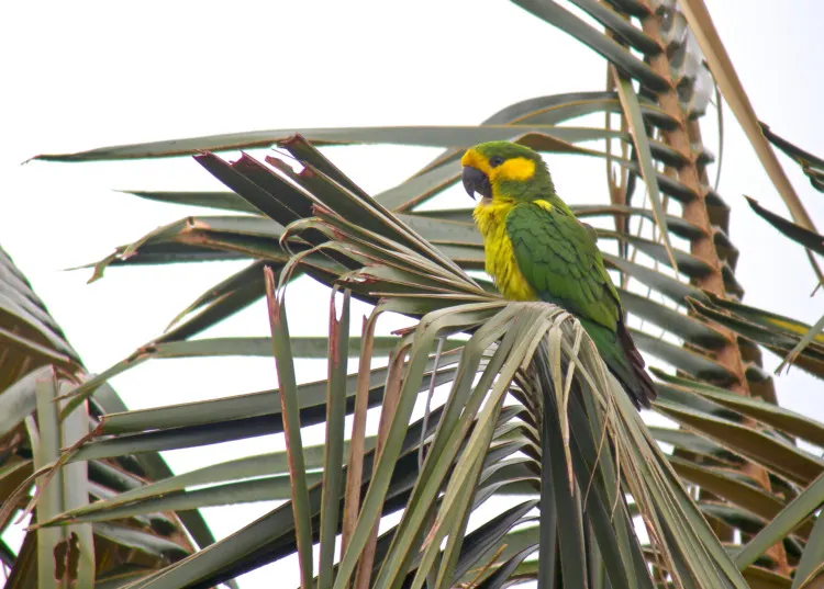 Yellow-Eared Parrot in Tree