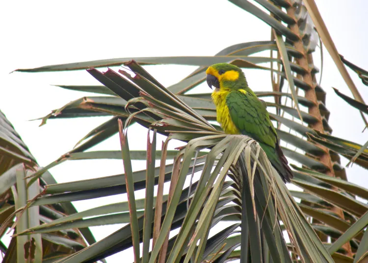 Yellow-Eared Parrot: Why is it endangered? 2 Yellow-Eared Parrot in Tree