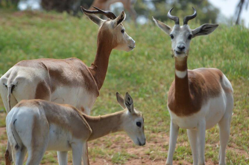 A Group of Dama Gazelle