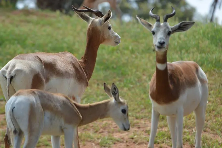 Dama Gazelle: Why Is It Endangered? 1 A Group of Dama Gazelle