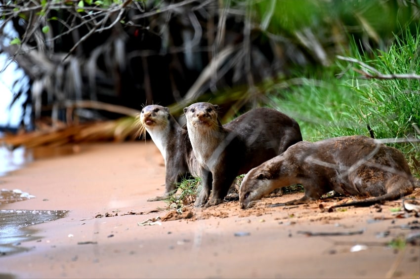 Oriental Short-Clawed Otter 1 A Group of Oriental Short-Clawed Otter