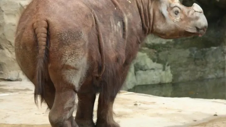A Sumatran Rhino