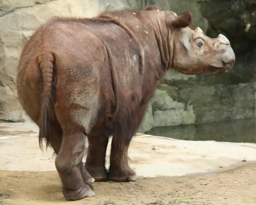 A Sumatran Rhino