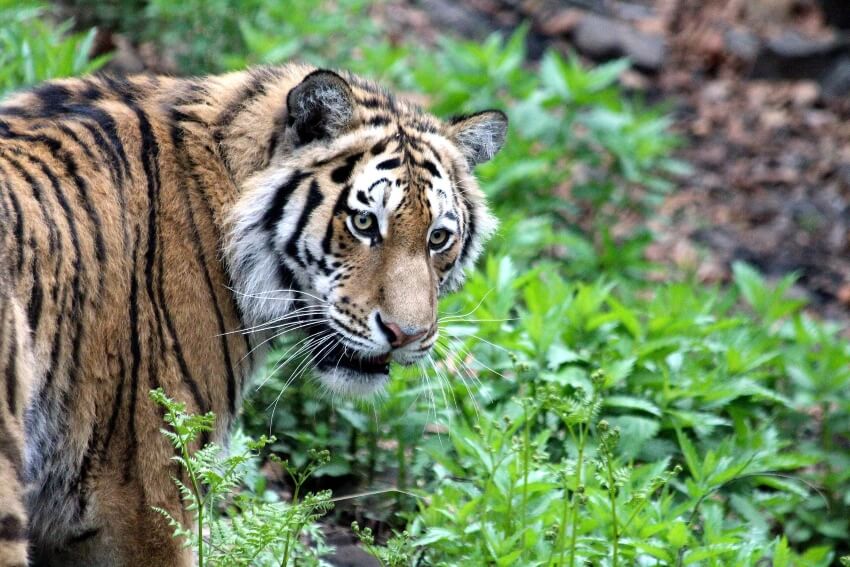 Face of Mature Amur Tiger