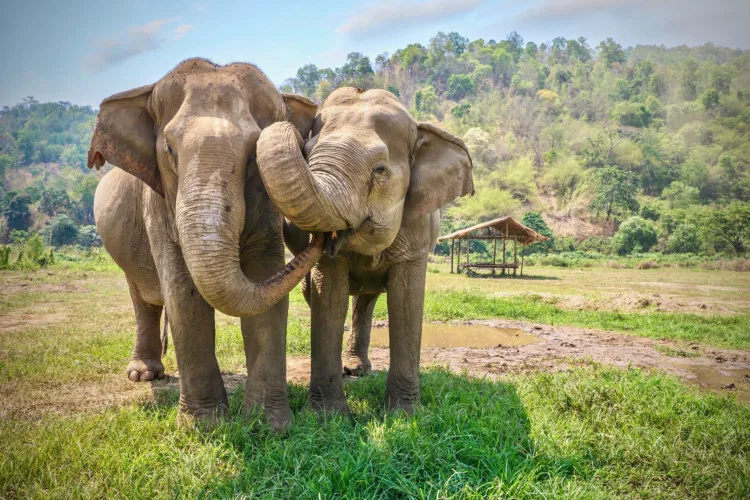 Close two adult female Asian elephants