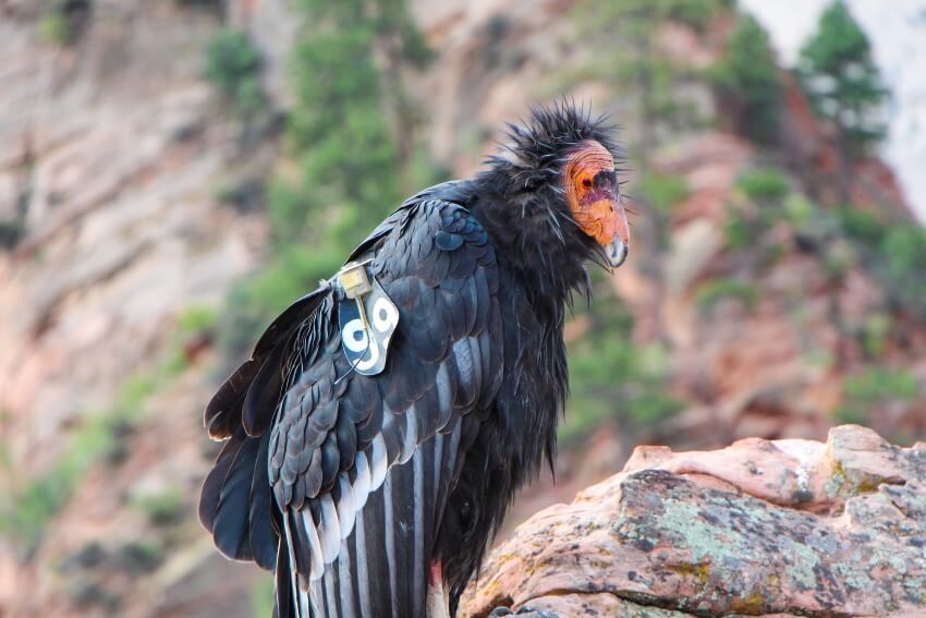 Adult California Condor in a Stone