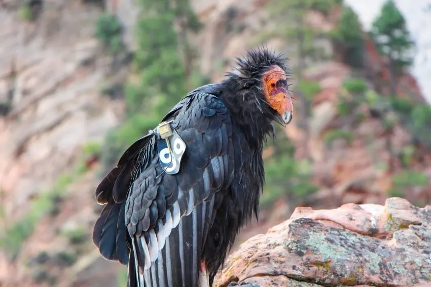 California Condor: Why Is It Endangered? 2 Adult California Condor in a Stone