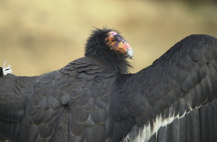 Adult California Condor