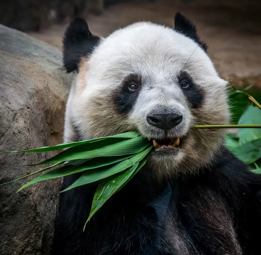 Giant Panda: Why Are Pandas Endangered? 1 Adult Giant Panda