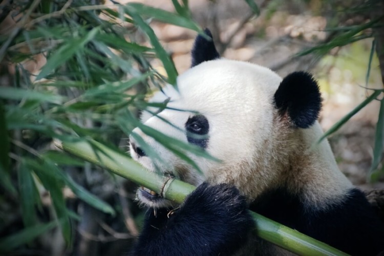 Adult Panda Eating Bamboo Shoots