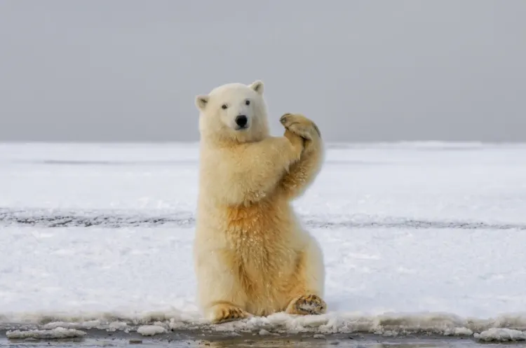 Polar Bear by the Ocean