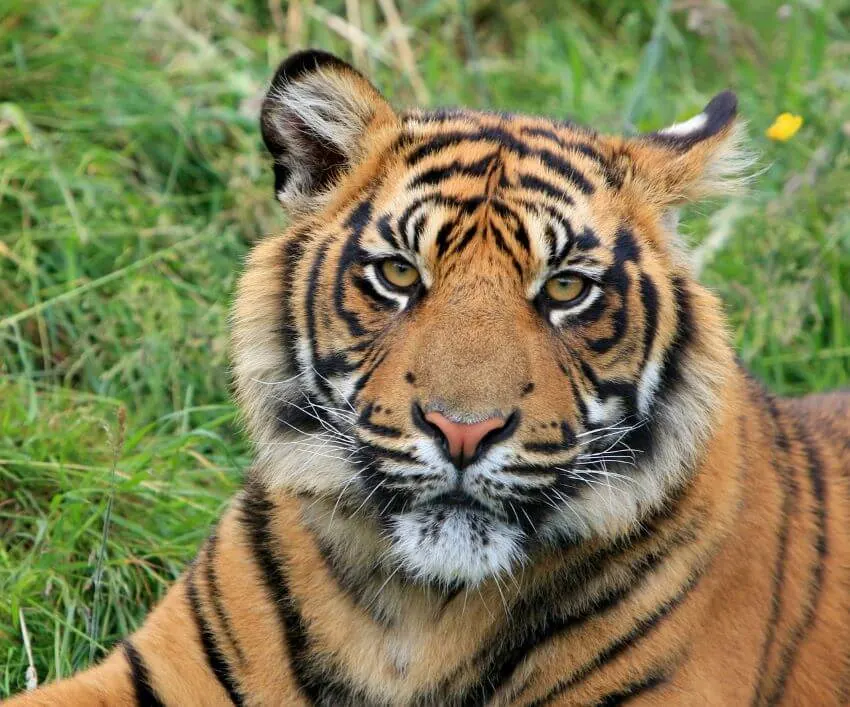 Sumatran Tiger: Why Is It Endangered? 1 Adult Sumatran Tiger