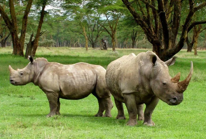 Endangered Southern and Northern White Rhino 2 Adult White Rhino