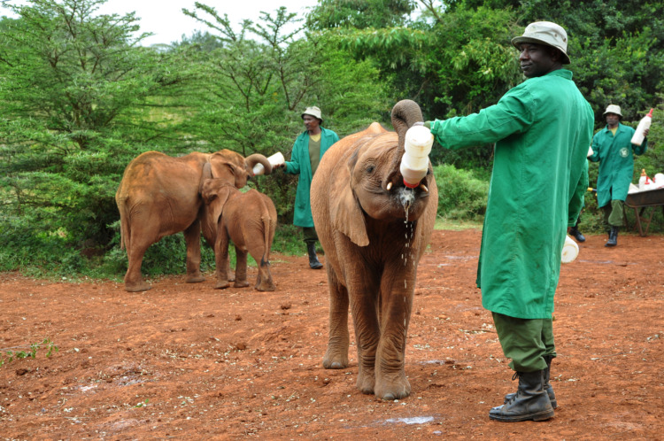 African ranger man feeding baby elephant calf from the bottle with milk