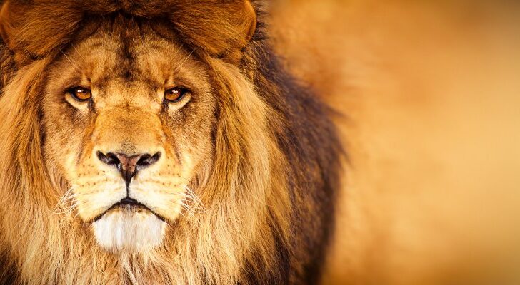 Closeup of African Lion