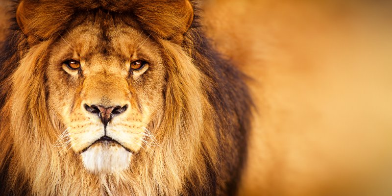 Closeup of African Lion