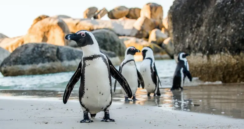 African penguin on the sandy beach