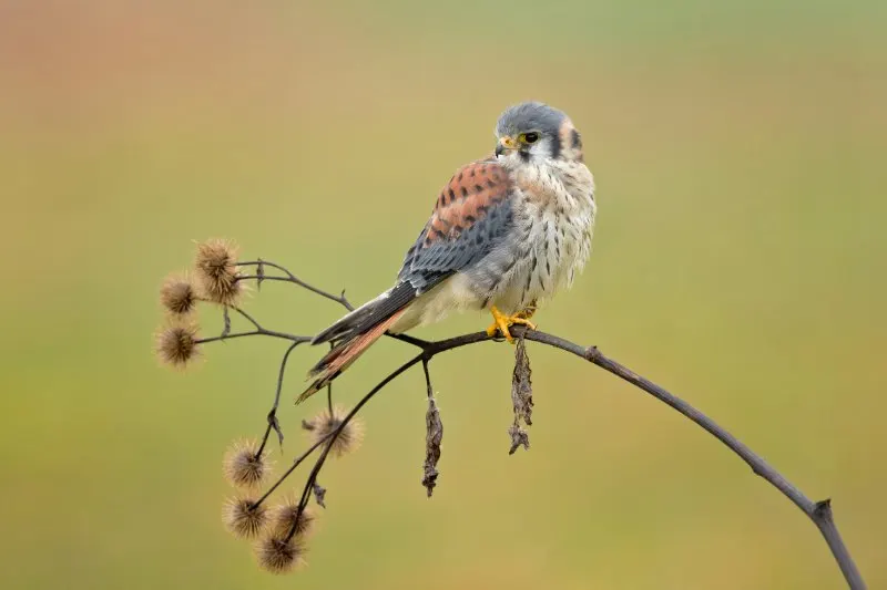 Closeup of American Kestrel