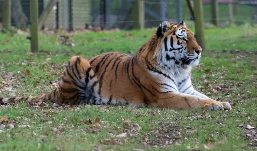 Amur Tiger in Captivity