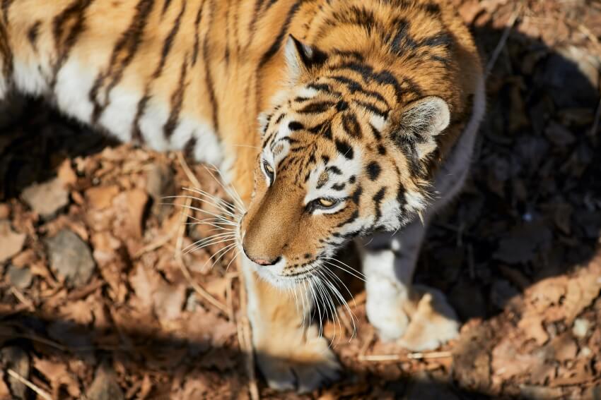 Adult Amur Tiger in Captivity