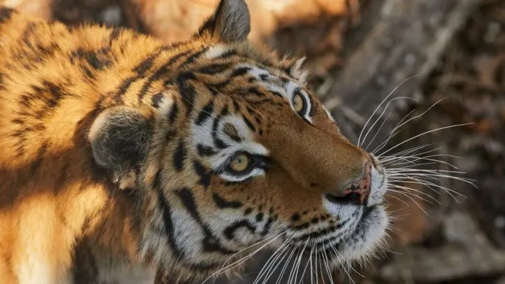 Amur Tiger