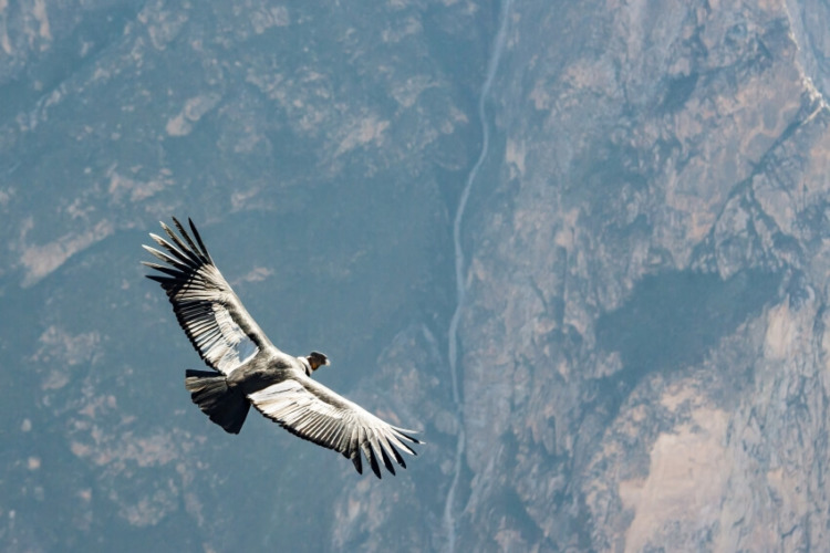 Andean Condor Flying in Mountain Range