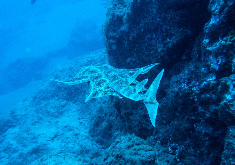 Angel Shark swimming