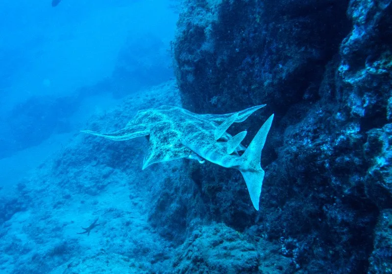 Angel Shark swimming 