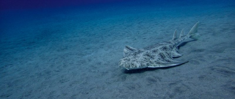 Underwater photo of Angel shark