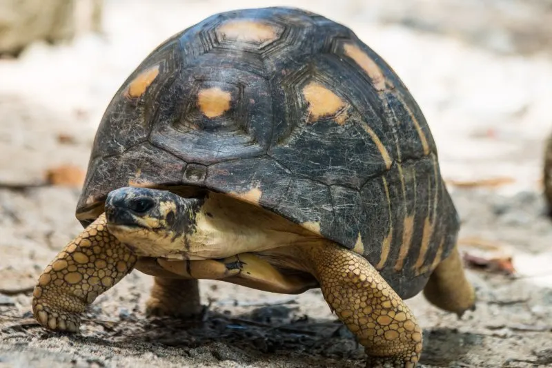 front view of  of Angonoka or Ploughshare Tortoise