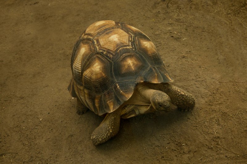 Top view of Angonoka or Ploughshare Tortoise