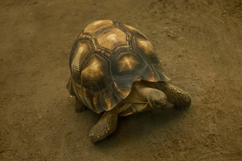 Ploughshare Tortoise 4 Top view of Angonoka or Ploughshare Tortoise