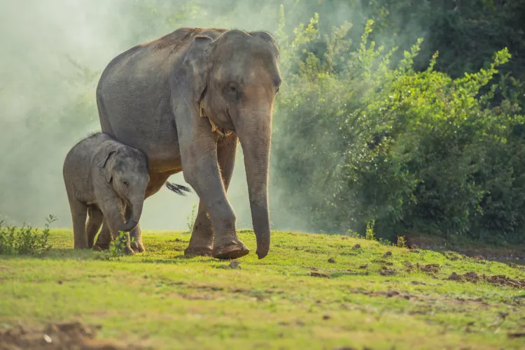 Asian Elephant: Why Is It Endangered? 2 Asian elephant family walking together in the forest.