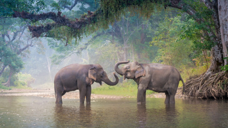 Asian Elephant in a nature river at deep forest in Thailand