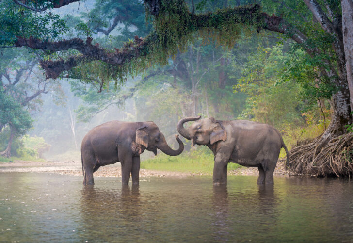 Asian Elephant in a nature river at deep forest in Thailand