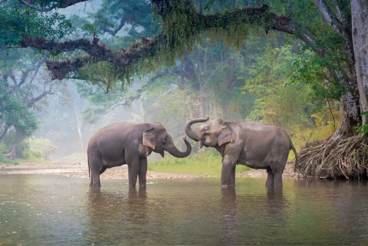 Asian Elephant in a nature river at deep forest in Thailand