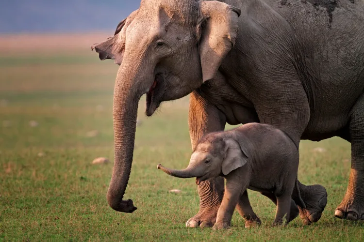 Wild Asian elephant mother and calf in Corbett National Park, India