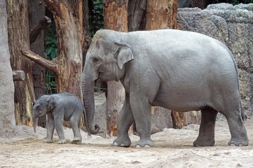 17 Cruel Animals Around the World 14 Asian Elephant