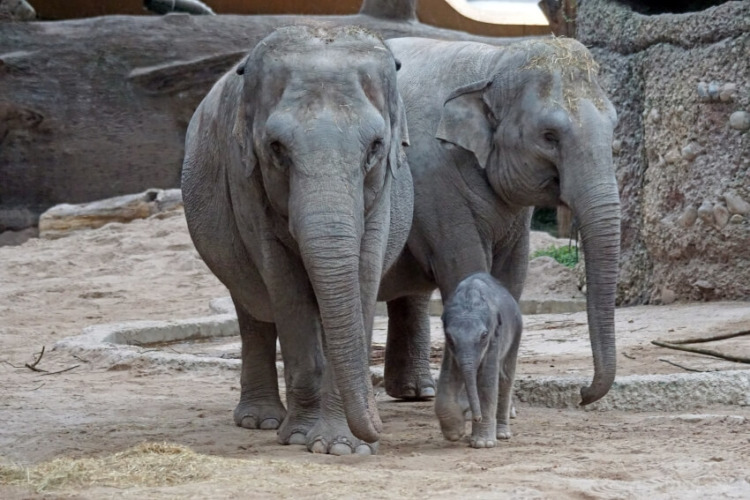 Asian Elephants and their Cub