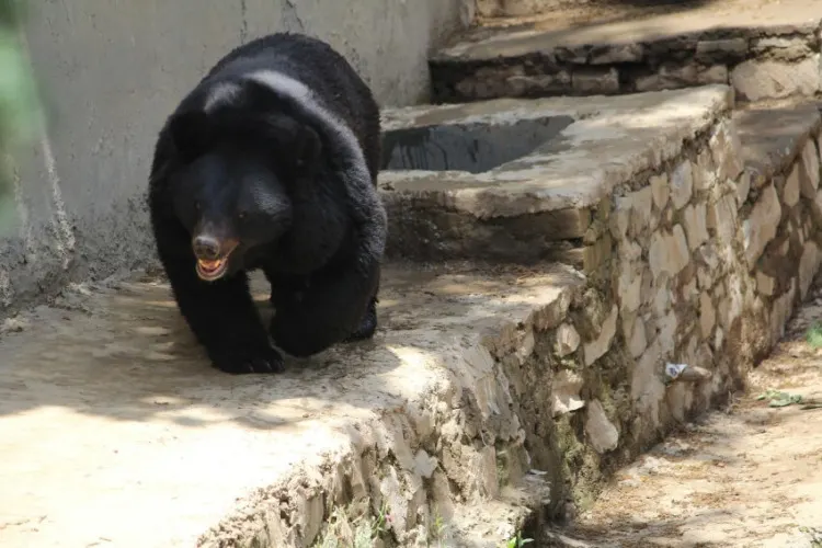 Asiatic Black Bear in Captibity